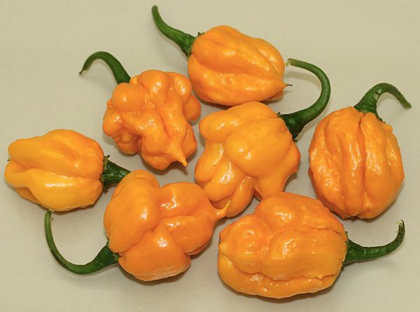 بذر فلفل Scotch Bonnet MOA - تصویر 1