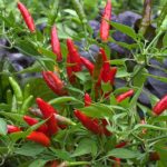 بذر فلفل Thai Red Hot
