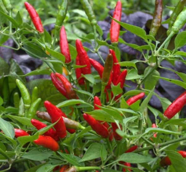 بذر فلفل Thai Red Hot - تصویر 1