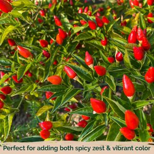 بذر فلفل Tiny brilliantly red