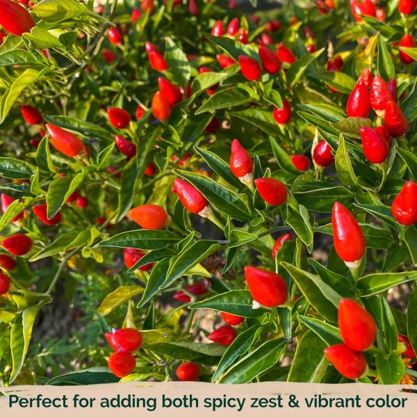 بذر فلفل Tiny brilliantly red - تصویر 1