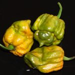 بذر فلفل Trinidad Scorpion Moruga Green