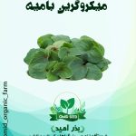 بذر میکرو گرین بامیه