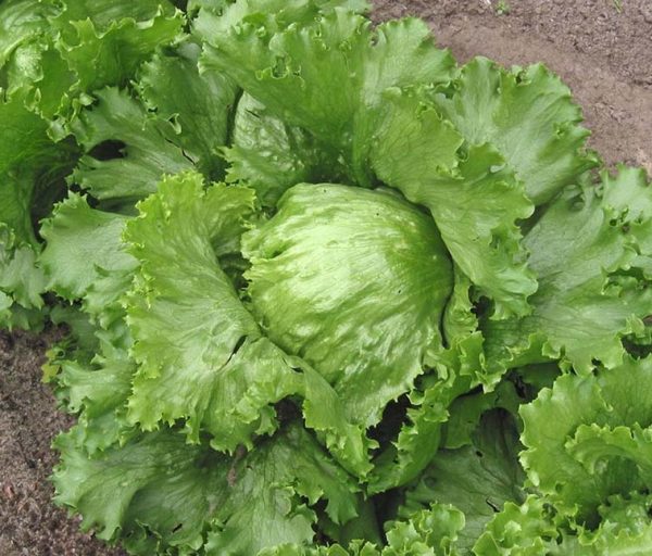 بذر کاهو پیچ سالادی اورست - تصویر 1