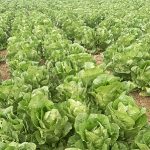 بذر کاهو رسمی سیاهو