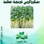 بذر میکرو گرین تربچه سفید