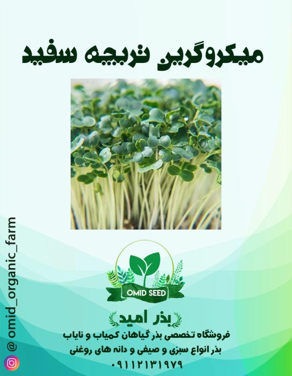 بذر میکرو گرین تربچه سفید - تصویر 1