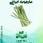 بذر مارچوبه ایرانی