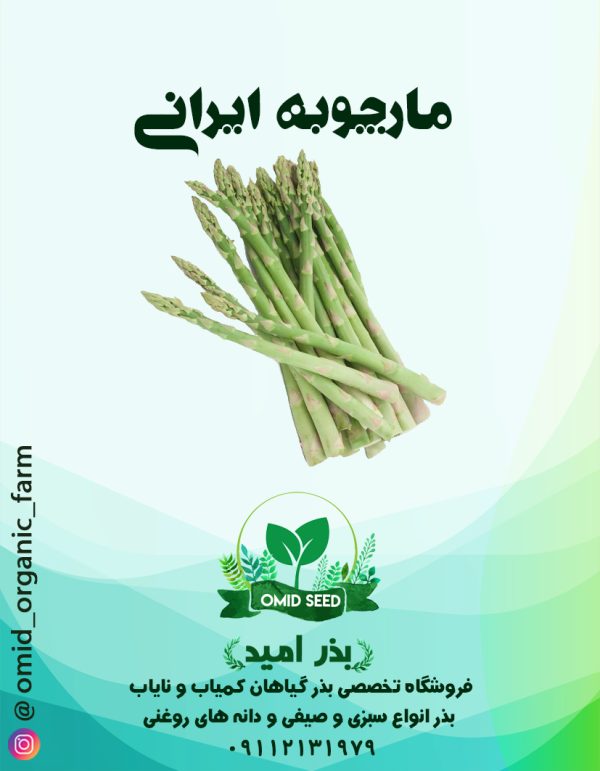 بذر مارچوبه ایرانی - تصویر 1