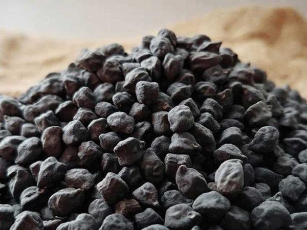 بذر نخود سیاه - تصویر 1