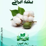بذر پنبه اطلاح نژاد شده ایرانی
