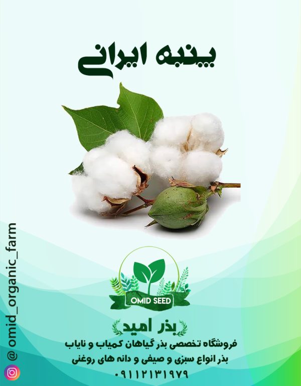 بذر پنبه اطلاح نژاد شده ایرانی - تصویر 1