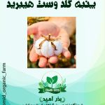 بذر پنبه هیبرید گلد وست F1