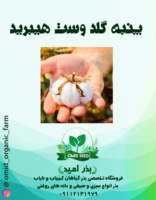 بذر پنبه هیبرید گلد وست F1 - تصویر 1