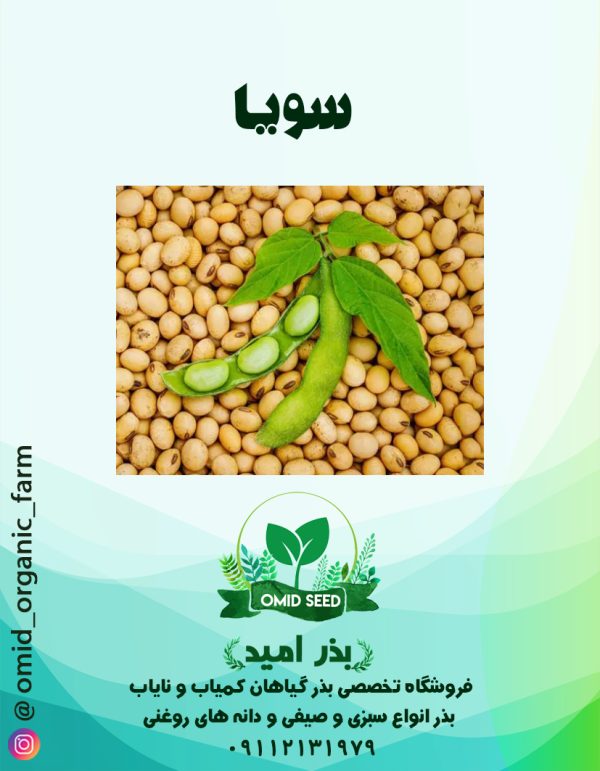 بذر سویا اصلاح نژاد شده - تصویر 1