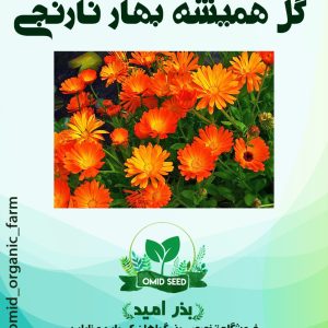 بذر گل همیشه بهار نارنجی