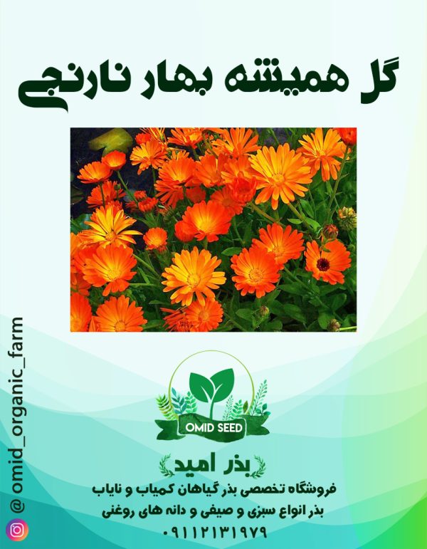 بذر گل همیشه بهار نارنجی - تصویر 1
