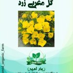 بذر گل مغربی زرد