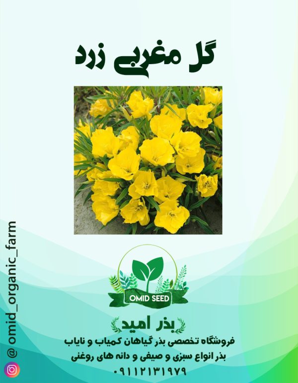 بذر گل مغربی زرد - تصویر 1