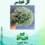 بذر گل عروس