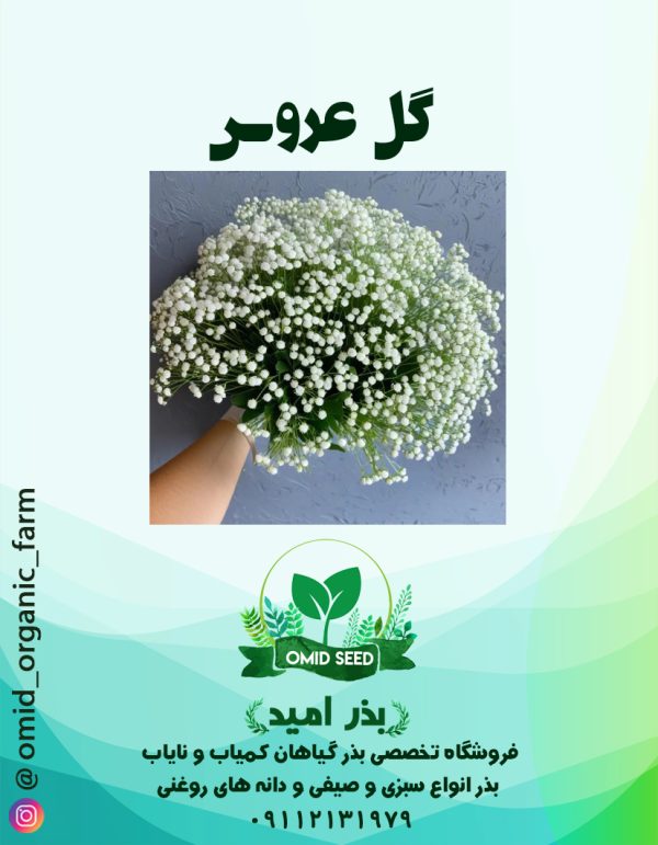 بذر گل عروس - تصویر 1
