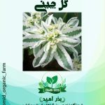 بذر گل چینی