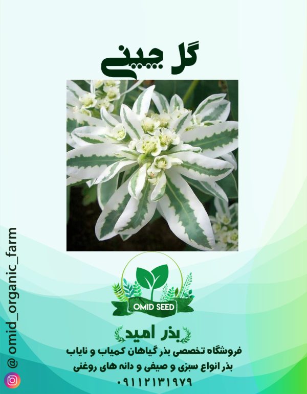 بذر گل چینی - تصویر 1