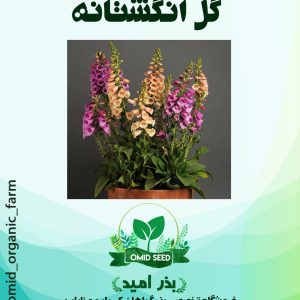 بذر گل انگشتانه