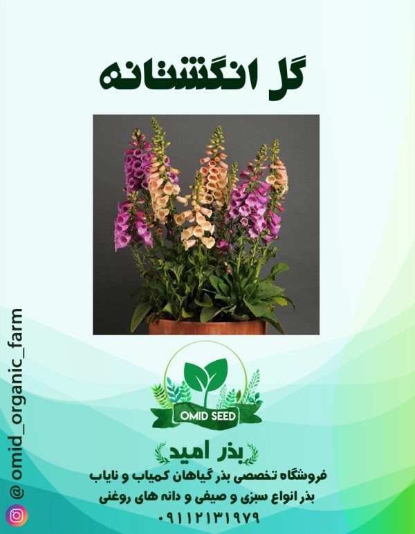 بذر گل انگشتانه - تصویر 1