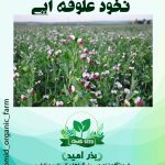 بذر نخود علوفه ایی