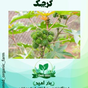 بذر کرچک