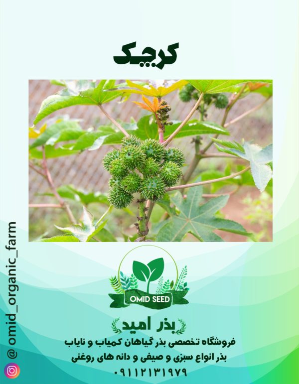 بذر کرچک - تصویر 1