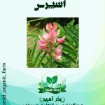 بذر گیاه اسپرس