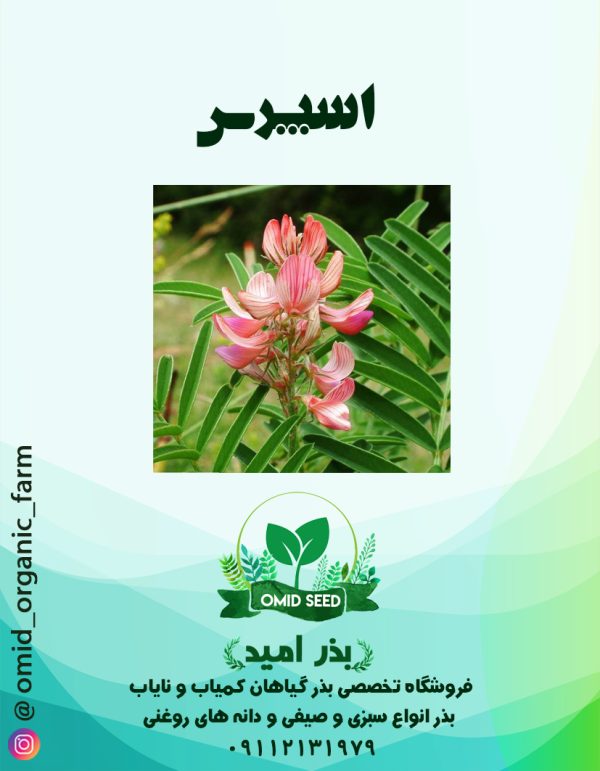 بذر گیاه اسپرس - تصویر 1