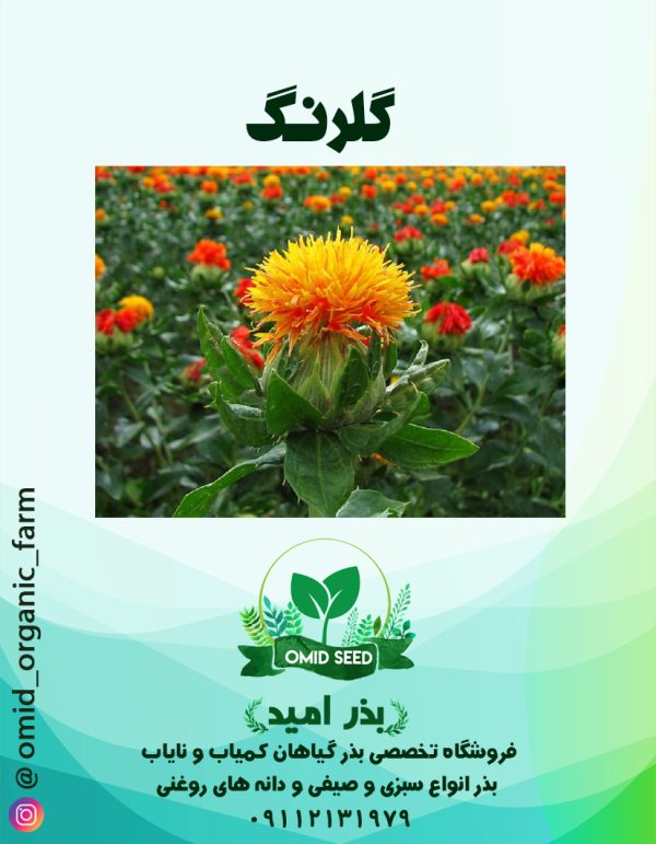 بذرگیاه گلرنگ - تصویر 1