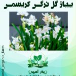 پیاز گل نرگس کریسمس