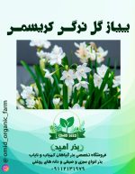 پیاز گل نرگس کریسمس