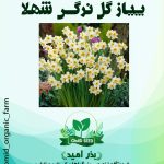 پیاز گل نرگس شهلا