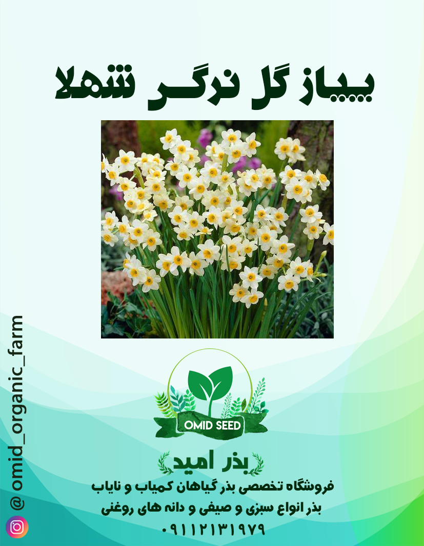 003 پیاز گل نرگس شهلا - تصویر 1