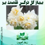 پیاز گل نرگس شصت پر