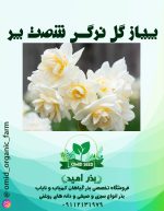 پیاز گل نرگس شصت پر