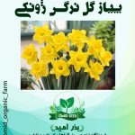 پیاز گل نرگس ژونکی