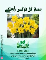 پیاز گل نرگس ژونکی