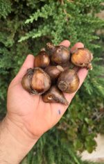 پیاز گل نرگس کریسمس - تصویر 2