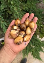 پیاز گل نرگس ژونکی - تصویر 2