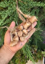 پیاز زعفران ایرانی - تصویر 2