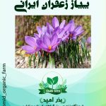 پیاز زعفران ایرانی