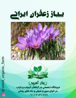 پیاز زعفران ایرانی