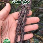 بذر برنج سیاه