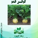 کرفس قمری (سلریاک ) NS Seed